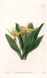 Erythrone har stora blommor, infödda i Nordamerika - Plåt graverad av S.Watts, från en illustration av Sarah Anne Drake (1803-1857), från Botanical Register of Sydenham Edwards (1768-1819), England