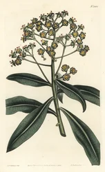 Euphorbe mellifere - Honey spurge eller honungsbärande euphorbia, Euphorbia mellifera. Handkolorerad kopparstick av F. Sansom Jr. efter en illustration av Sydenham Edwards från William Curtis