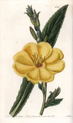 Nattprimula med stora blommor - Gravyr av S.Watts, efter en illustration av Sarah Anne Drake (1803-1857), från Botanical Register of Sydenham Edwards (1768-1819), England