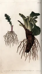 Fibrösa rötter av vanlig senekon och stor groblad (eller groblad av fåglar). Färgad kopparstick, illustration av Sydenham Edwards (1768-1819) för Conferences of Botanical, Botanical Garden of Lambeth (England)