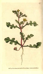 Ficoide variete - Aethephyllum pinnatifidum (Jagged-leaved fikon ringblomma, Mesembryanthemum pinnatifidum). Handkolorerad kopparstick efter en botanisk illustration från William Curtis The Botanical Magazine, Lambeth Marsh, London