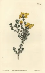 Köttbladig aspalathus, Aspalathus carnosa. Handkolorerad kopparstick av F. Sansom Jr. efter en illustration av Sydenham Edwards från William Curtis