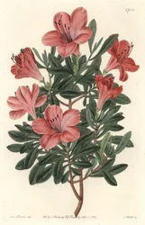 Florister Rhododendron eller azalee - S. Watts starkt vatten från en illustration av Sarah Anne Drake (1803-1857), från det botaniska registret
