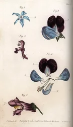 Blomning av officinale gurkört och ärter (baljväxter). Färgad kopparstick, illustration av Sydenham Edwards (1768-1819) för Conferences of Botanical, Botanical Garden of Lambeth (England)