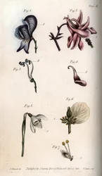 Blommor av akonit, ancholia, galanthus, hellebore och gråpil, med detaljer av pistiller och etaminer). Nektarium av akoniten Aconitum (1,3), akleja Aquilegia (2,4), snödroppe Galanthus (5), hellebore Helleborus (6) och pil Salix (7). Handcol
