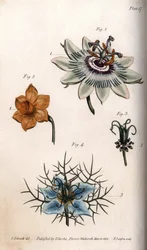 Blommor av passionsfrukt eller passionsblommor, narcisser och nigella. Färgad kopparstick, illustration av Sydenham Edwards (1768-1819) för Conferences of Botanical, Botanical Garden of Lambeth (England)