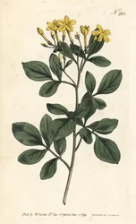 Doftande jasmin - Sötaste jasmin, Jasminum odoratissimum. Handfärgad kopparstick av Sansom efter en illustration av Sydenham Edwards från William Curtis
