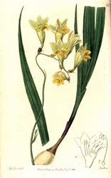 Freesia refracta (Reflex tritonia, Tritonia refracta). Handfärgad kopparstick av Smith efter en botanisk illustration av Sydenham Edwards från The Botanical Register, Ridgway, London