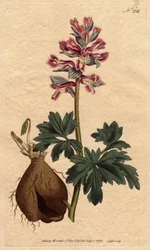 Fumeterre har en ihålig rot, med pudriga lila blommor, infödd i Tyskland. Ihålig rotad fumitory med dammiga lila blommor. Infödd i Tyskland. Fumaria cava. Handfärgad kopparstick från en botanisk illustration av Sydenham Edwards från Willia