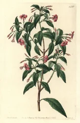 Fuschia variete - Stånggrenad fuchsia, Fuchsia bacillaris. Naturlig hybrid mellan Fuchsia microphylla subsp. microphylla och Fuchsia thymifolia subsp. thymifolia. Handkolorerad kopparstick av S. Watts efter illustration av Sarah Drake från Syd