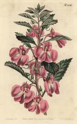 Trädgårdsbalsamin - Trädgårdsbalsam, Impatiens balsamina (Körtelbladsbalsam, Impatiens coccinea). Handkolorerad kopparstick av F. Sansom Jr. efter en illustration av Sydenham Edwards från William Curtis