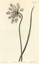 Vitlökslutande - nickande lök, dampurjolök eller böjd vitlök, Allium cernuum. Handkolorerad kopparstick av F. Sansom Jr. efter en illustration av Sydenham Edwards från William Curtis
