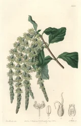 Garrya med elliptiska löv eller silkeslen ekollon eller björnbuske - Strong water av S. Watts från en illustration av Sarah Anne Drake (1803-1857), från Botanical Register