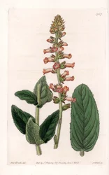 Genera Variete - Tallrik graverad av S.Watts, från en illustration av Sarah Anne Drake (1803-1857), från Botanical Register of Sydenham Edwards (1768-1819), England