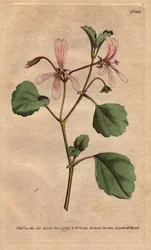 Pelargon har syrablad, med rosenblommor, infödda i Sydafrika. Sorrel cranes näbb med rosa ådrade blommor. En infödd från Kap, Sydafrika. Pelargonium acetosum. Handfärgad kopparstick från en botanisk illustration av Sydenham