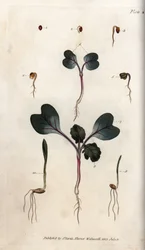Groning av rädisfrön, vanligt vete och vanligt korn. Kolorerat kopparstick, illustration av Sydenham Edwards (1768-1819) för Conferences of Botanical, Lambeths botaniska trädgård (England)