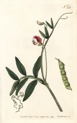 Gesse climene - Spansk vicker, Lathyrus clymenum (Jointed-podded lathyrus, Lathyrus articulatus). Handfärgad kopparstick av Sansom efter en illustration av Sydenham Edwards från William Curtis