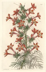Gilie a coronope leaf or Ipomopside elegante - Water forte av S. Watts från en illustration av Sarah Anne Drake (1803-1857), från Botanical Register
