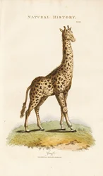 Giraff
