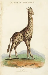 Giraff, Giraffa camelopardalis. Handfärgad kopparstick efter Sydenham Edwards från John Mason Goods Pantologia, a New Encyclopedia, G. Kearsley, London