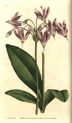Giroselle of Virginia - American cowslip eller Mead