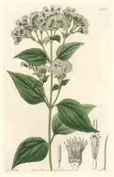 Glandular eupatorium, infödd i Mexiko - S. Watts starkt vatten från en illustration av M. Mart, från det botaniska registret