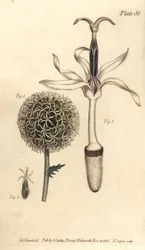 Globe tistel, Echinops sphaerocephalus, Polygamia segregata, blomma 1 och enkel floret 2,3. Handkolorerad kopparstick av F. Sansom av en botanisk illustration av Sydenham Edwards för William Curtis