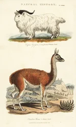 Get och lama - Långhornad whidaw get, Capra aegagrus och lama, Lama glama (Glama kamel, Camelus lama). Handkolorerad kopparstick efter Sydenham Edwards från John Mason Goods Pantologia, a New Encyclopedia, G. Kearsley, London