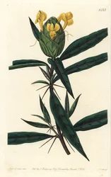 Grassgrass tac tac - Humleblommiga barleria, Barleria lupulina. Handkolorerad kopparstick av S. Watts efter en illustration av Sarah Drake från Sydenham Edwards