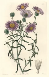 Grey Aster, ursprungligen från Kalifornien - S. Watts Strong Water från en illustration av Sarah Anne Drake (1803-1857), från Botanical Register