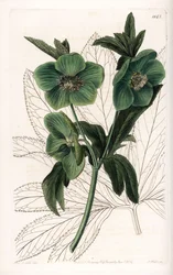 Green Flower Hellebore Variete - Graverad av S.Watts, från en illustration av Sarah Anne Drake (1803-1857), från Botanical Register of Sydenham Edwards (1768-1819), England
