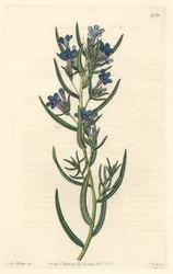 Gremil a rosmarinblad, infödd på Sicilien - Water forte av S. Watts från en illustration av Sarah Anne Drake (1803-1857), från Botanical Register