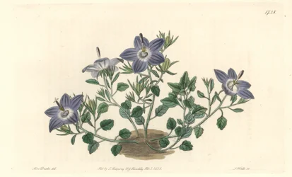 Hårig-bladig campanule, infödd i Italien - Strong water av S. Watts från en illustration av Sarah Anne Drake (1803-1857), från Botanical Register