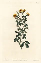 Hårig goodia, Goodia lotifolia var. pubescens (Goodia pubescens). Handkolorerad kopparstick av F. Sansom Jr. efter en illustration av Sydenham Edwards från William Curtis