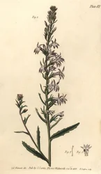 Lobelia urens, Lobelia urens, Polygamia monogamia. Handkolorerat kopparstick av F. Sansom av en botanisk illustration av Sydenham Edwards för William Curtis föreläsningar i botanik, som hölls i Botanic Garden i Lambeth.