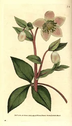 Blek eller svart julros - Blek eller purpurfärgad julros, Helleborus lividus. Handkolorerad koppargravyr efter en botanisk illustration av James Sowerby ur William Curtis