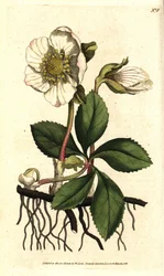 Svart julros, Helleborus niger. Handkolorerad koppargravyr efter en botanisk illustration av Sydenham Edwards ur William Curtis The Botanical Magazine, Lambeth Marsh, London