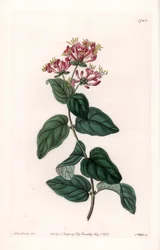 Herb variete - Tallrik graverad av S.Watts, från en illustration av Sarah Anne Drake (1803-1857), från Botanical Register of Sydenham Edwards (1768-1819), England