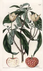 Himalayan Dogwood - Graverad tavla av S.Watts, från en illustration av Sarah Anne Drake (1803-1857), från Botanical Register of Sydenham Edwards (1768-1819), England