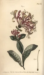 Kaprifol, Lonicera caprifolium, Monogynia. Handkolorerad kopparstick av F. Sansom av en botanisk illustration av Sydenham Edwards för William Curtis
