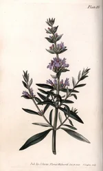 Isop eller officiell isop. Färgad kopparstick, illustration av Sydenham Edwards (1768-1819) för Conferences of Botanical, Botanical Garden of Lambeth (England)