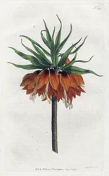Imperial Fritillary eller Imperial Crown - Litografi av Sydenham Edwards (1768-1819), Plåt från William Curtis