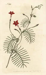 Ipomee quamoclite eller quamoclite pennee eller ipomee ett rött blad - Cypress vinstockar eller bevingade blad ipomoea, Ipomoea quamoclit. Handfärgad kopparstick av Sansom efter en illustration av Sydenham Edwards från William Curtis