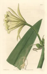 Ismene, Narcissus eller påsklilja från Peru - Strong Water av S. Watts från en illustration av Sarah Anne Drake (1803-1857), från Botanical Register