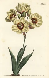 Ixia abbreviata (Gräddfärgad fläckig ixia, Ixia maculata v. ochroleuca). Handkolorerad kopparstick av F. Sansom Jr. efter en illustration av Sydenham Edwards från William Curtis