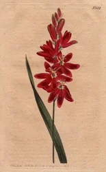 Ixia crimson eller gammal blomma, mörk ecarlate färg. Crimson ixia eller spridningsblommig ixia med djupa röda blommor. Ixia patens. Handfärgad kopparstick från en botanisk illustration av Sydenham Edwards från William Curtis "" Botanical Magazi