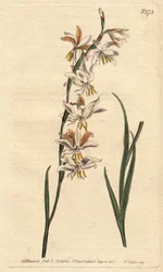 Ixia har vita, gula och orangea ådror. Nickande blommande ixia med vita, orange och gula ådrade blommor. Ixia radiata. Handfärgad kopparstick från en botanisk illustration av Sydenham Edwards från William Curtis "" Botanical Magazine"" 179