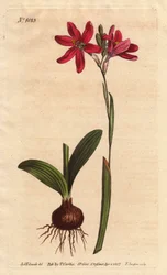 Ixia rosa. av den sydafrikanska liljorfamiljen, beskriven med glödlampa och löv. Rosa färgad ixia, en vacker rosa blomma av liljafamiljen från Sydafrika, visad med lök och blad till vänster. Ixia latifolia (Ixia capillaris). Handfärgad kopparplåt sv