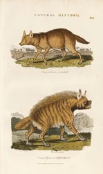 Schakal och randig hyena
