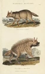 Jackal dore och hyen - Guldschakal, Canis aureus och randig hyena, Hyaena hyaena. Handfärgad kopparstick efter Sydenham Edwards från John Mason Goods Pantologia, a New Encyclopedia, G. Kearsley, London